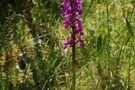 Orchis mascula